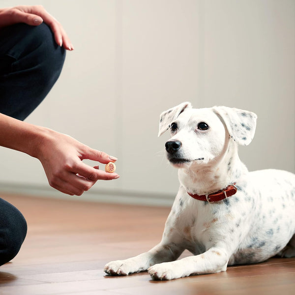 Tasty Treats for Happy Dogs